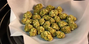 hands handling microwave dried cannabis buds on a plate