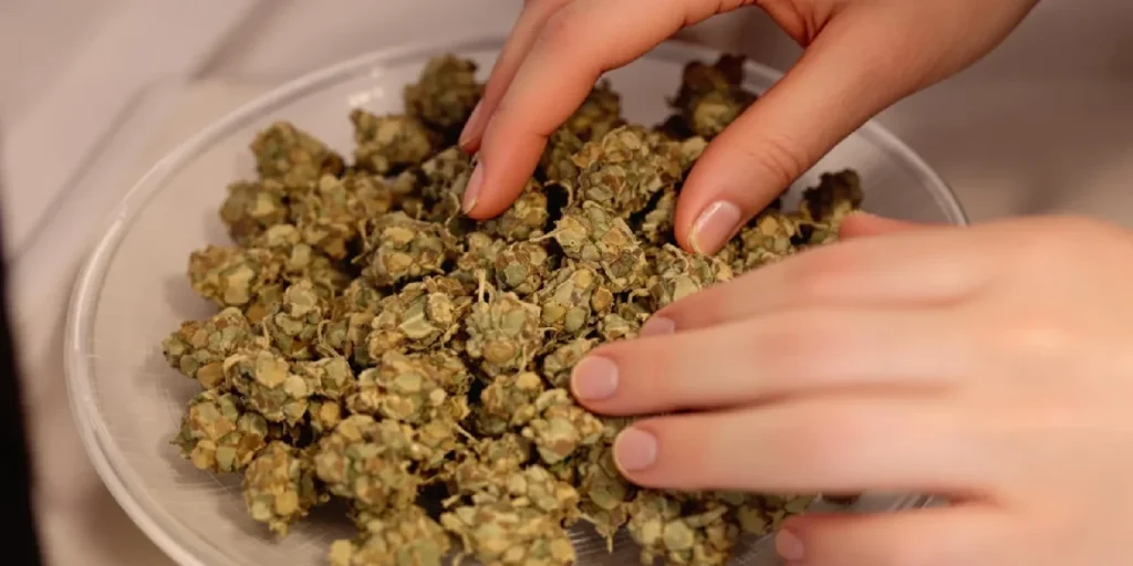 cannabis buds placed on parchment paper inside microwave for drying