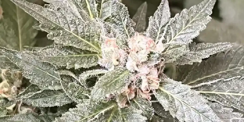 How to Grow Milky Dreams Strain