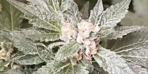 Milky Dreams cannabis bud covered in trichomes during flowering stage.