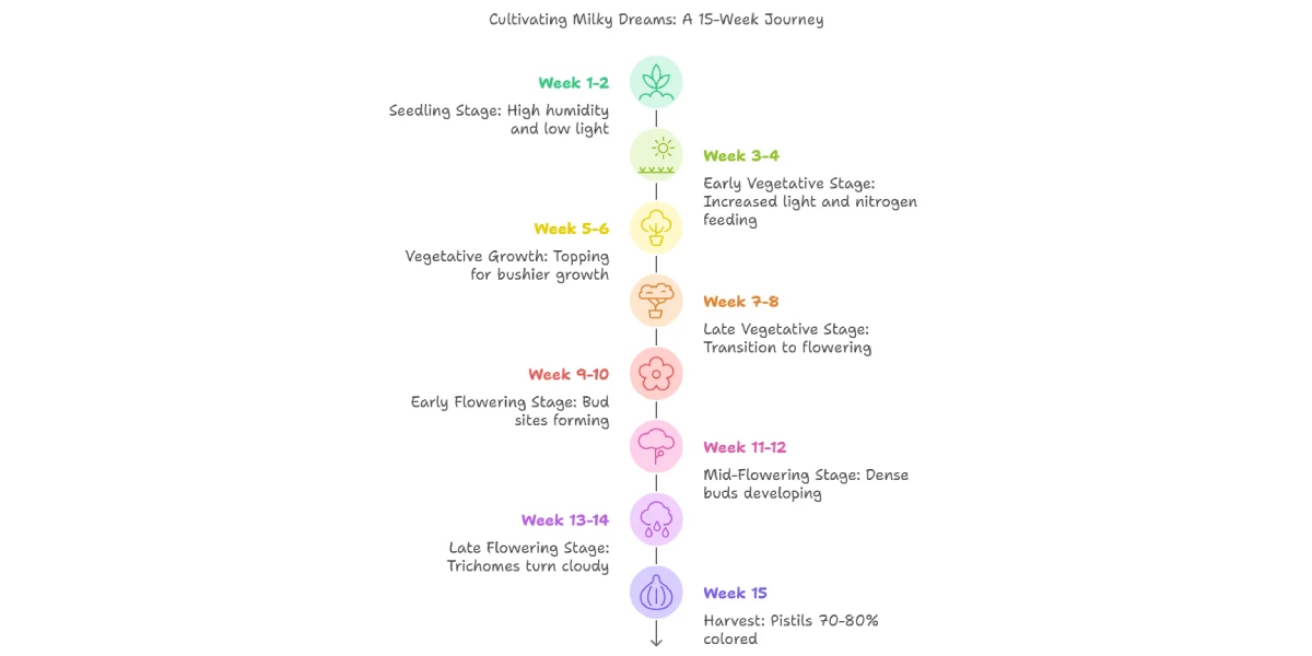 Milky Dreams cannabis grow timeline showing stages from seedling to harvest.