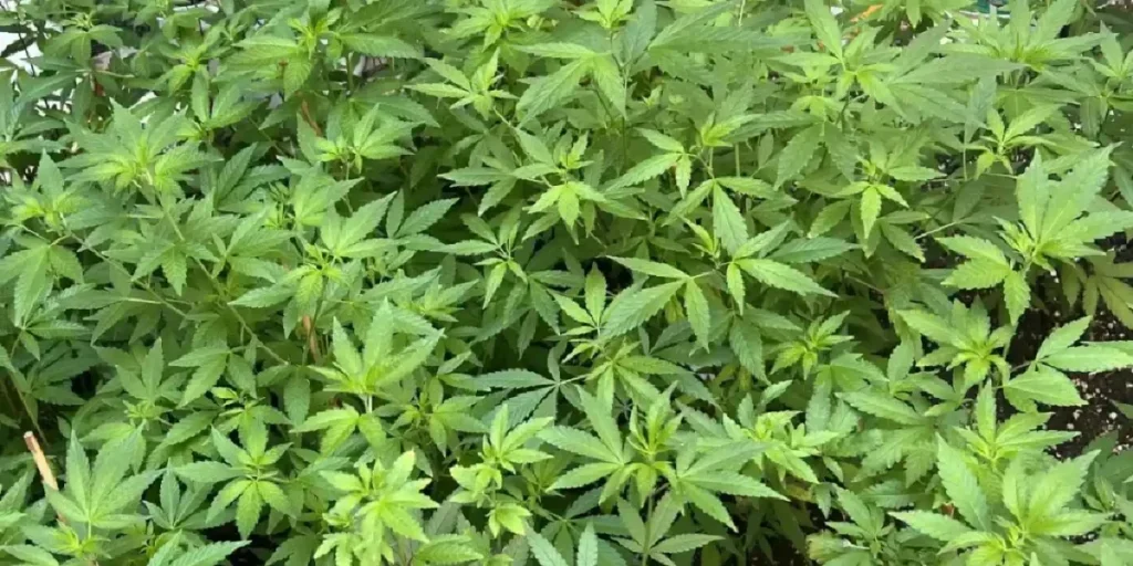 Milky Dreams cannabis plants in vegetative stage with dense green foliage.