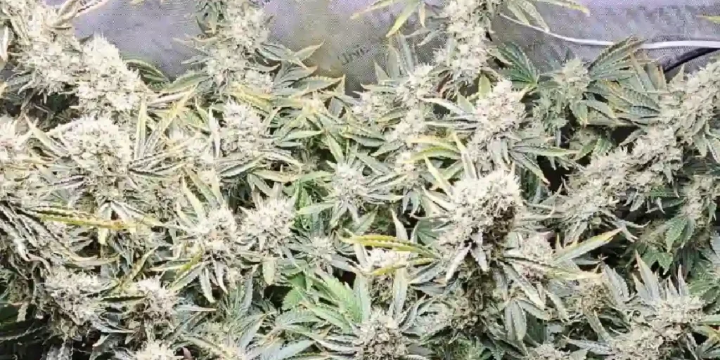 Muffin Runtz Strain Grow Info