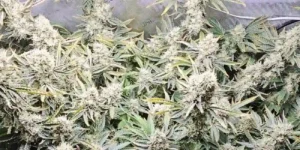 Muffin Runtz Strain Grow Info