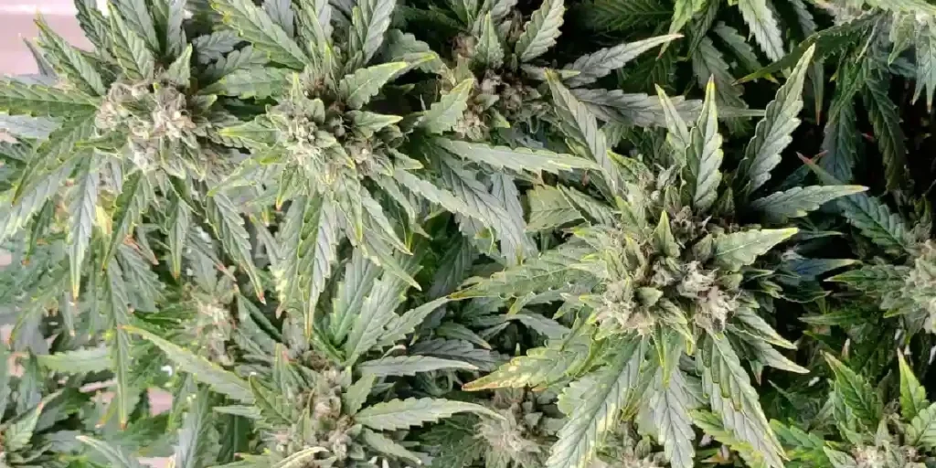 How to Grow Neville’s Haze Strain