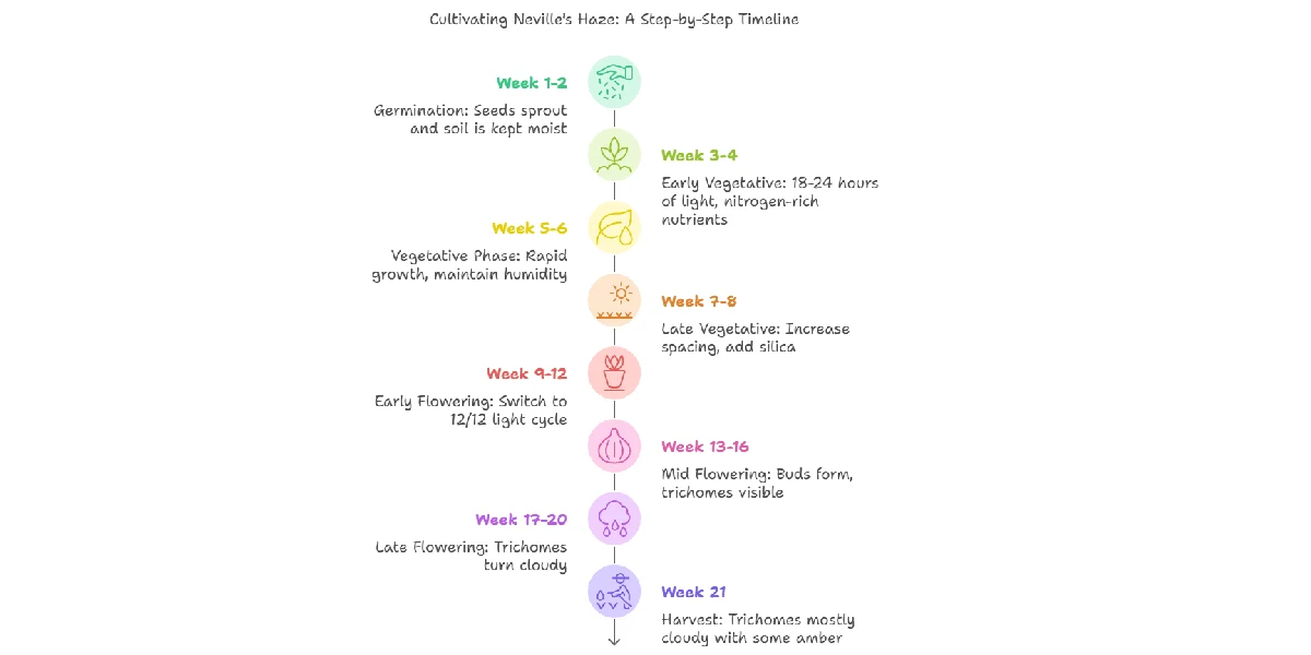 Neville’s Haze grow timeline showing extended flowering period and growth stages.