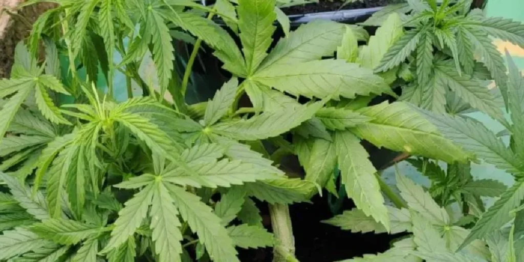 Neville’s Haze plant in vegetative stage showing tall sativa growth structure.