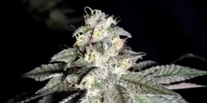 How to Grow Nori Cake Strain