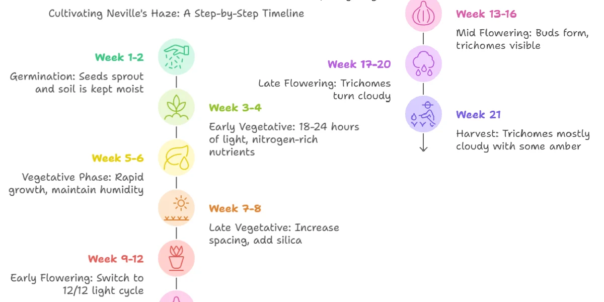Nori Cake strain growth timeline infographic showing stages from germination to harvest with weekly cultivation guide.