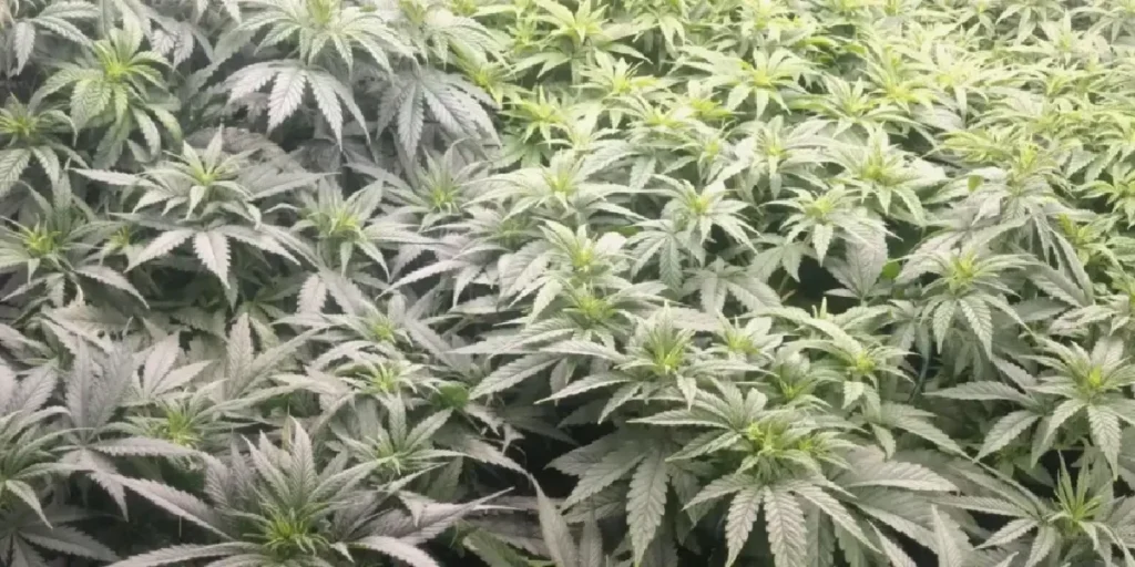 Nori Cake strain plants in vegetative stage forming dense green canopy with uniform growth in indoor setup.