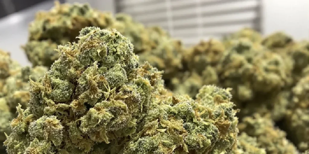 High-quality cannabis buds properly dried with controlled humidity levels.