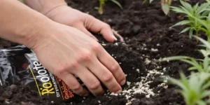 Roots Organic Dry Amendments: The Key to Thriving Cannabis Plants