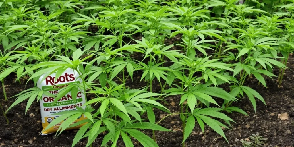 Cannabis plants growing in soil with Roots Organic dry amendments.
