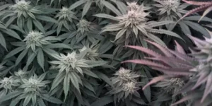How to Grow SLH x RS11 Strain