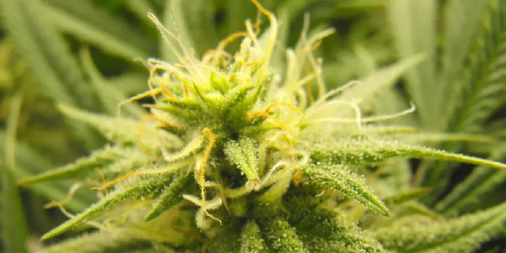 How to Grow Pure Kush Strain