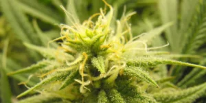 How to Grow Pure Kush Strain