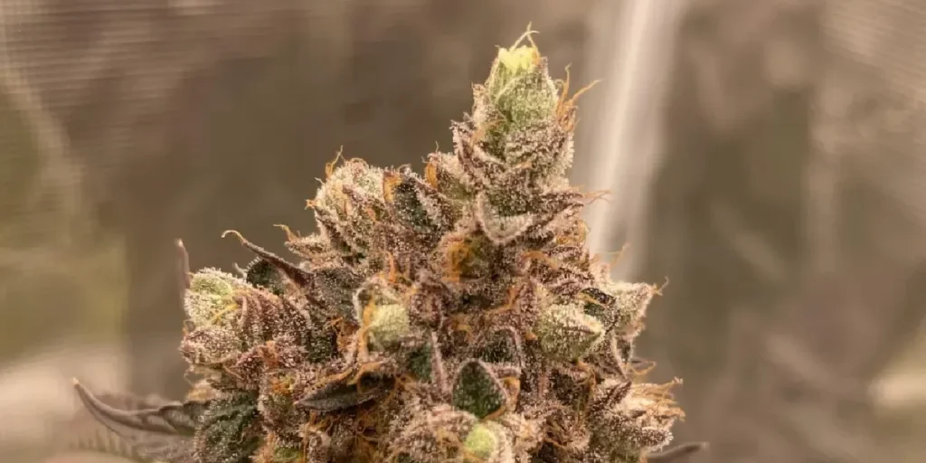 How to Grow Ztrawberry Strain