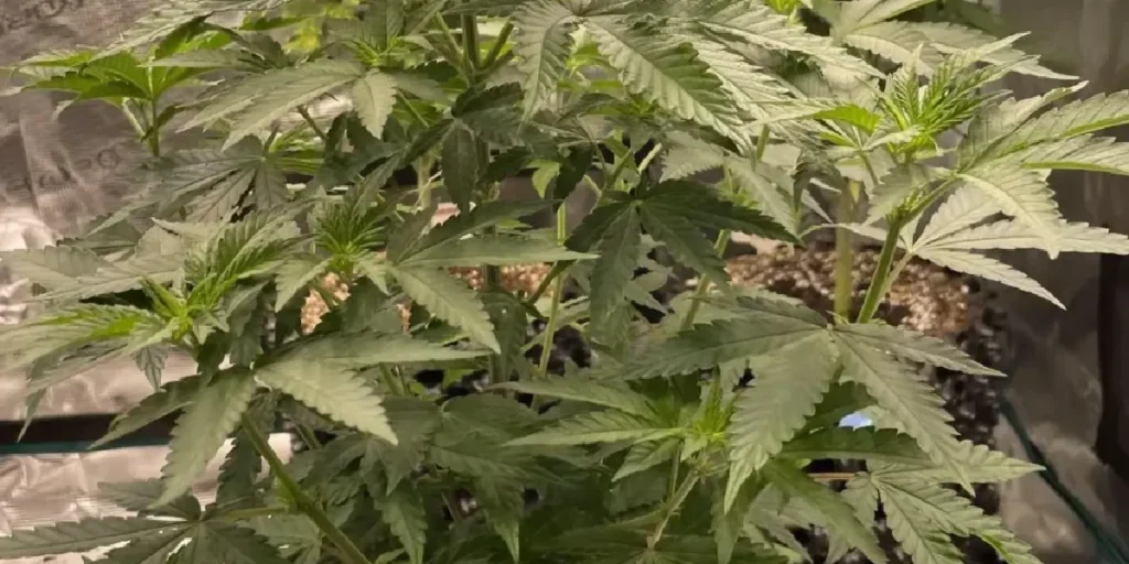Ztrawberry strain cannabis plant in vegetative stage with healthy green leaves
