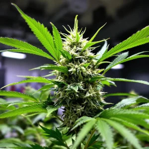 Best Autoflower Genetics for High Yields and Potency