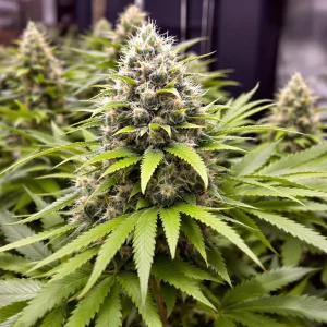 Best Fertilizer Mix for Budding Cannabis: Boost Flower Growth
