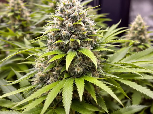 Cannabis plant in the budding stage with dense flowers using the best fertilizer mix.