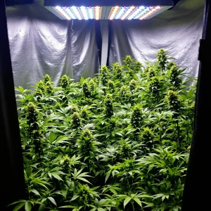 Cannabis Seeds to Grow Indoors: Maximize Your Harvest