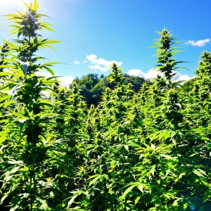 Top Tips for Growing Cannabis Seeds Outdoors Successfully