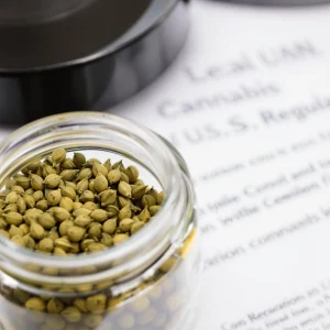 Cannabis Seeds Legal in the USA: Everything You Need to Know