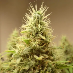 Damnesia Strain Grow Info