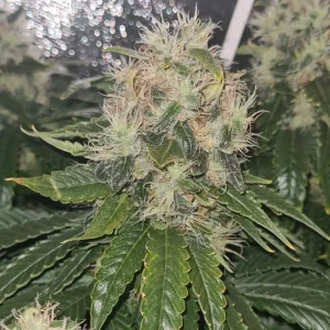 Dark Phoenix Strain Grow Info