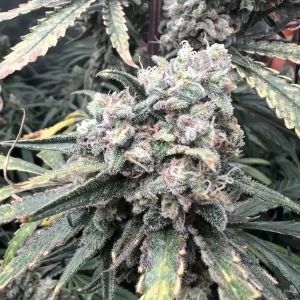 Flower Bomb Kush Strain Grow Info