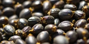 Grower selecting cannabis seedlings under LED lights