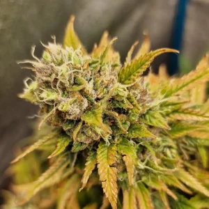 Jack’s Dream Strain Grow Info