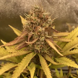 Kalashnikova Strain Grow Info