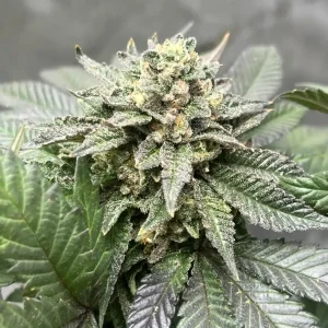 King’s Kush Strain Grow Info