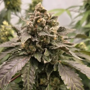 Kongs Krush Strain Grow Info