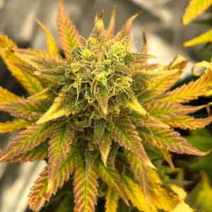 Lost Pearl Strain Grow Info