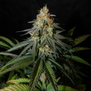 Moby Dick Strain Grow Info
