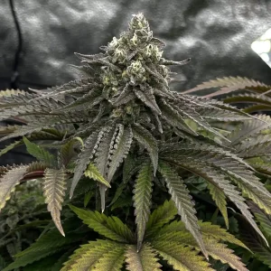 Super Critical Strain Grow Info