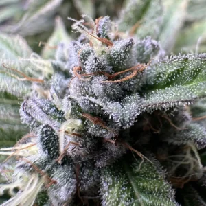 Super Lemon Haze Strain Grow Info