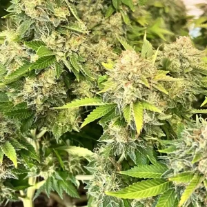 Sweet Valley Kush Strain Grow Info