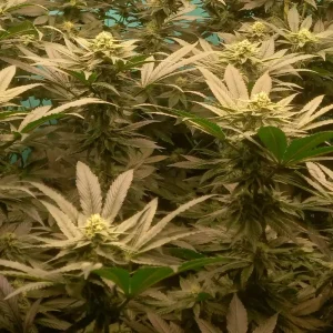 Tarte Tatin Strain Grow Info