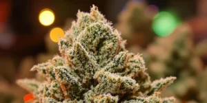 Bubba Kush strain cannabis buds perfect for relaxation and sleep.