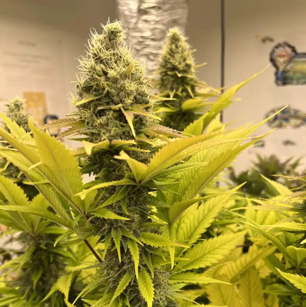 The Church Strain Grow Info