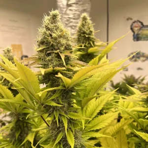 The Church Strain Grow Info