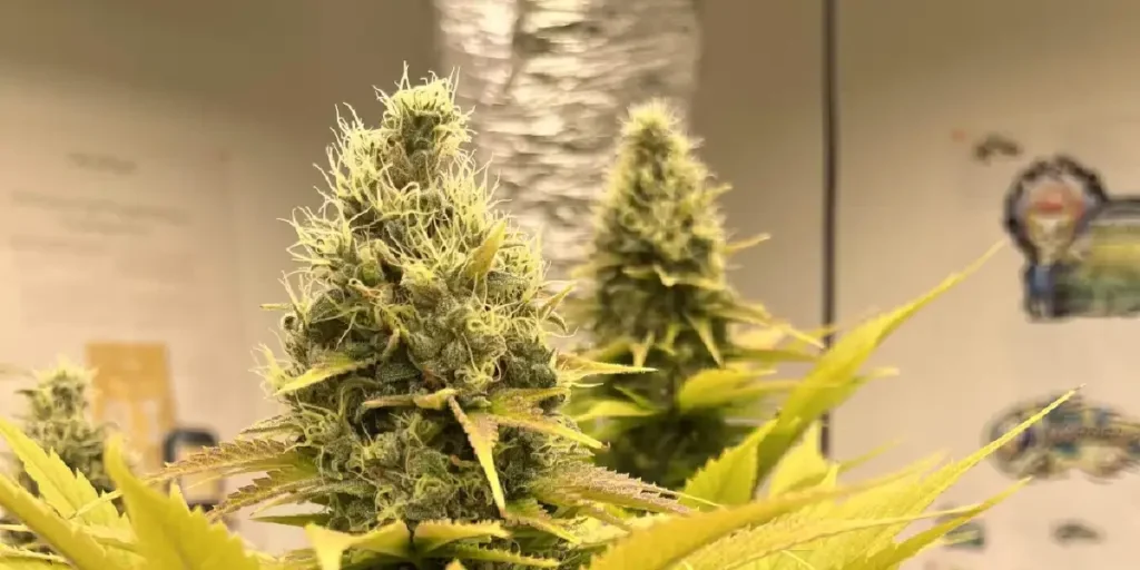 The Church Strain Grow Info