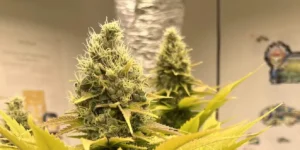 The Church Strain Grow Info
