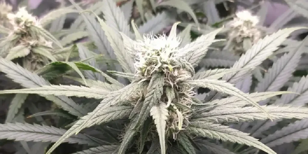 Wonder Pie Strain Grow Info