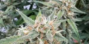 Amnesia Zkittlez Auto cannabis plant in early flowering stage with white pistils