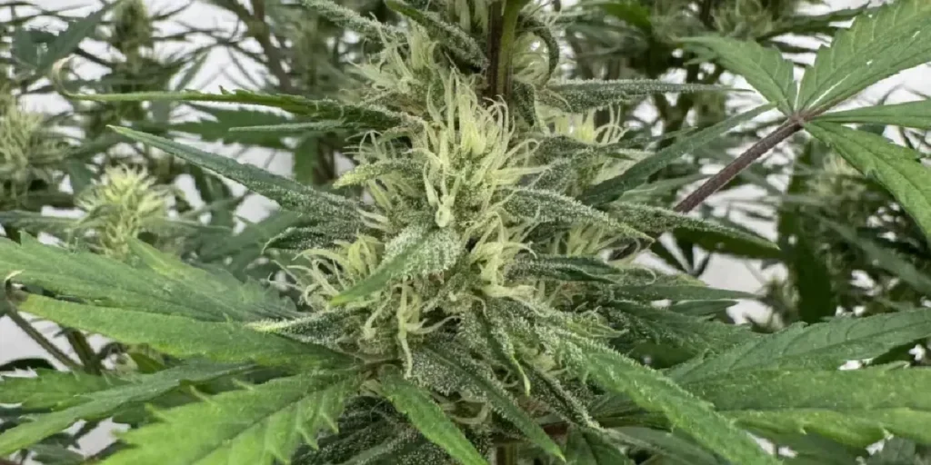Amnesia Zkittlez Auto dense buds with orange hairs and heavy trichomes
